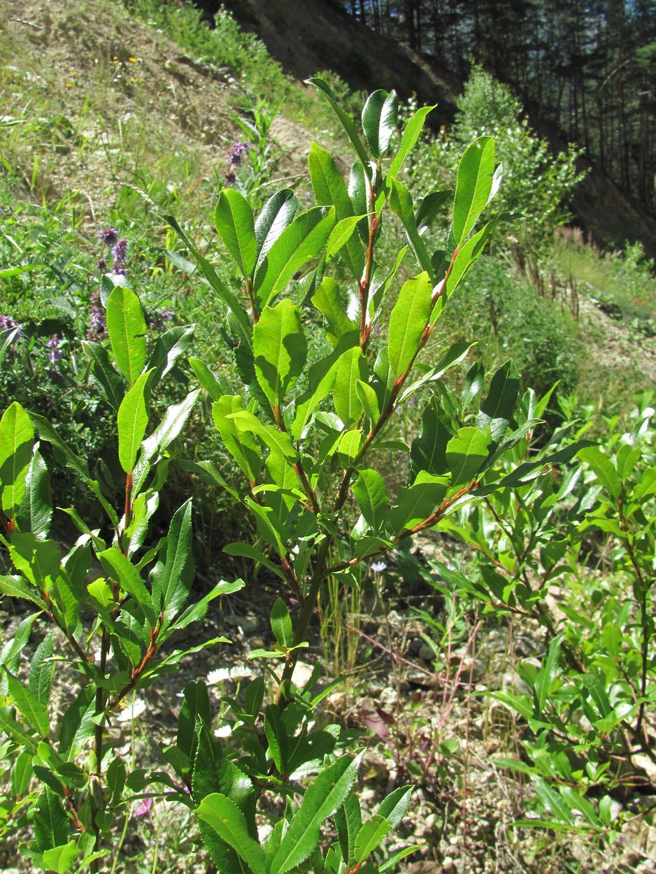 Image of Salix kazbekensis specimen.