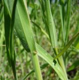 Anisantha tectorum. Части побегов. Краснодарский край, Кущёвский р-н, станица Шкуринская, сорное. 28.04.2010.