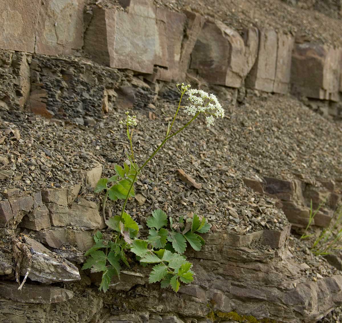 Image of Pimpinella nigra specimen.