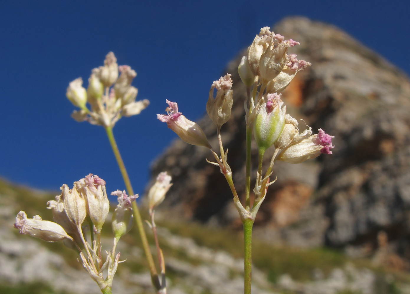 Image of Gypsophila tenuifolia specimen.