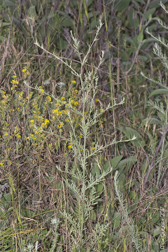 Image of genus Centaurea specimen.