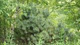 View full-size image Pinus pumila