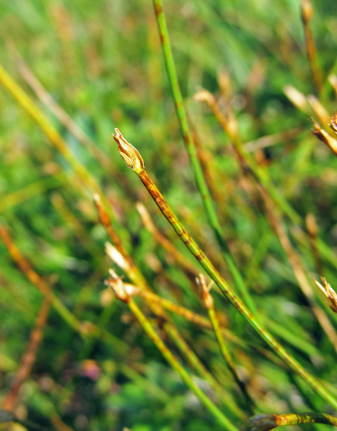 Image of Trichophorum cespitosum specimen.