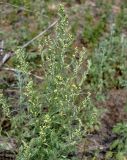 Artemisia sieversiana