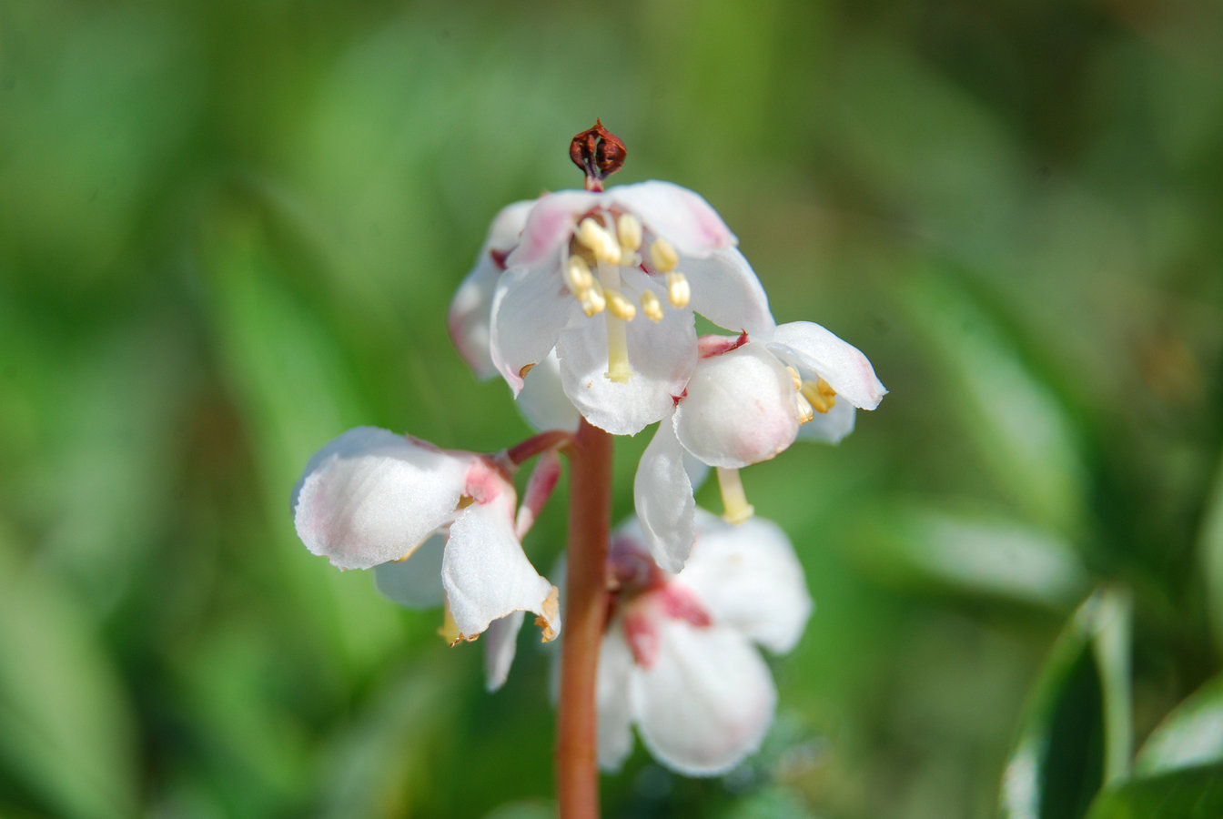 Изображение особи Pyrola grandiflora.