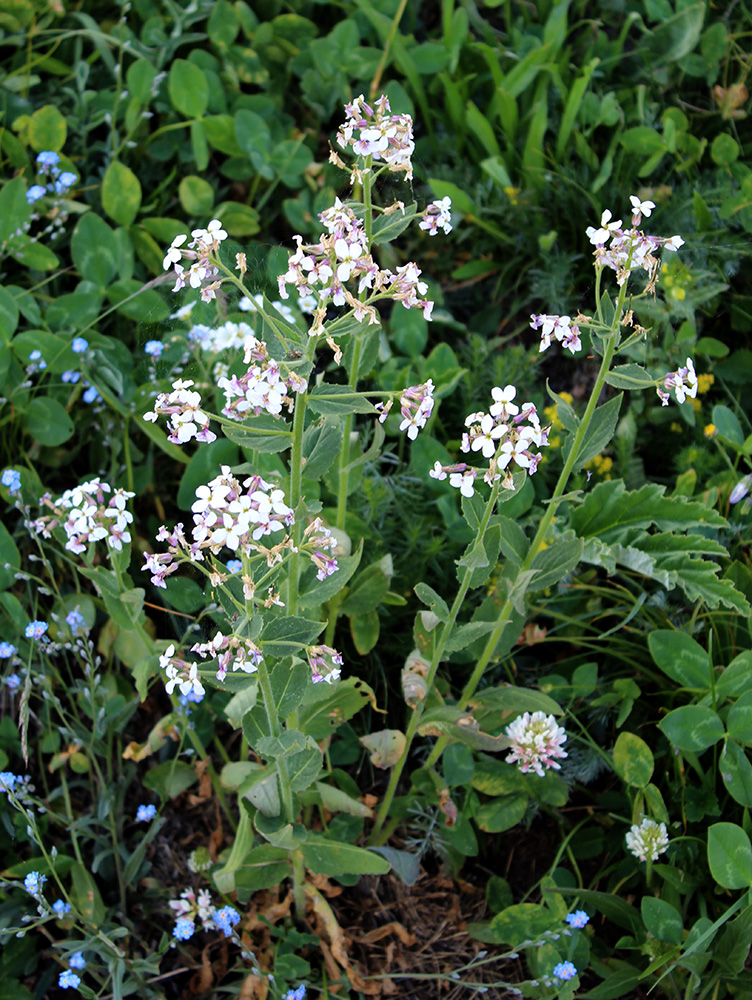 Image of Hesperis voronovii specimen.