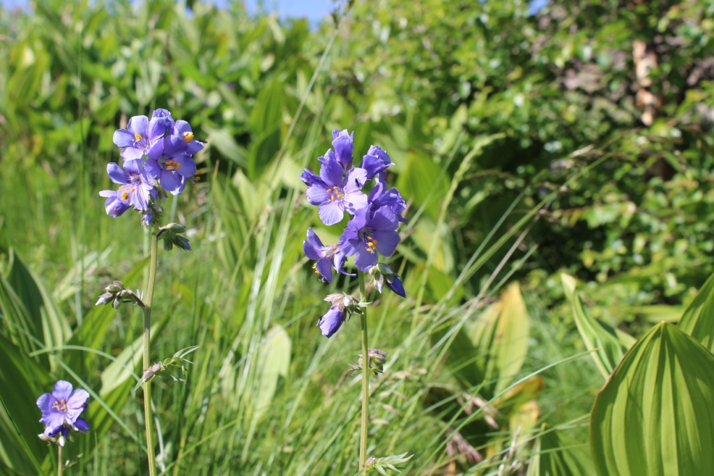 Image of Polemonium caucasicum specimen.