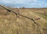 Malus orientalis