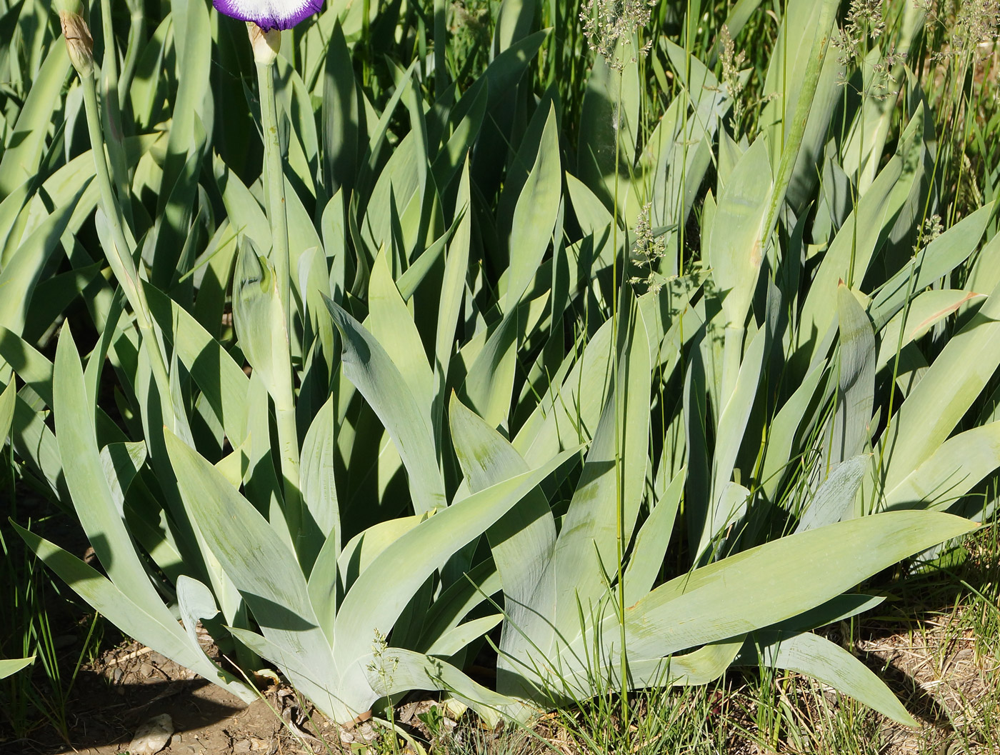 Image of Iris &times; hybrida specimen.