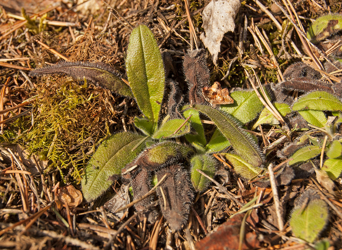 Image of genus Pilosella specimen.