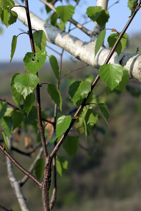 Image of Betula pendula specimen.