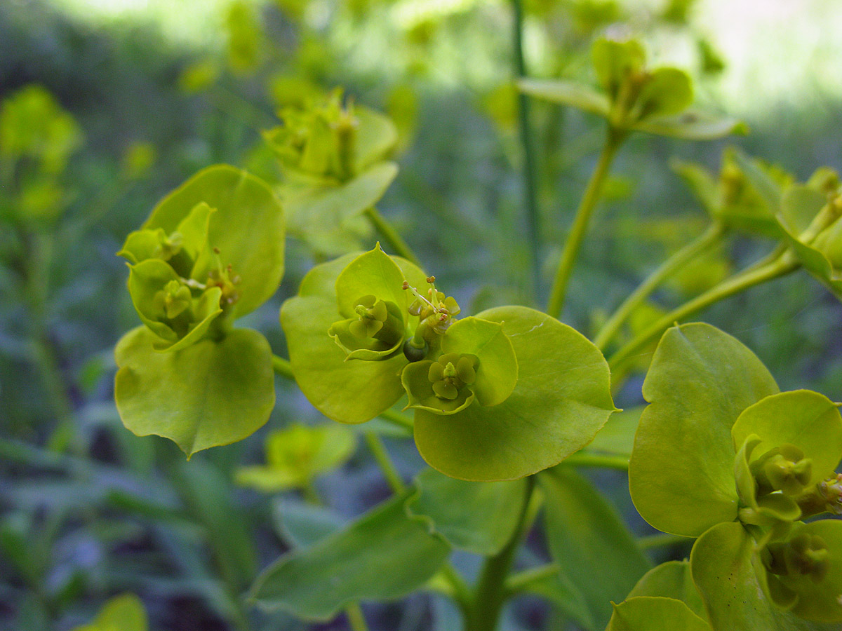 Image of Euphorbia stepposa specimen.