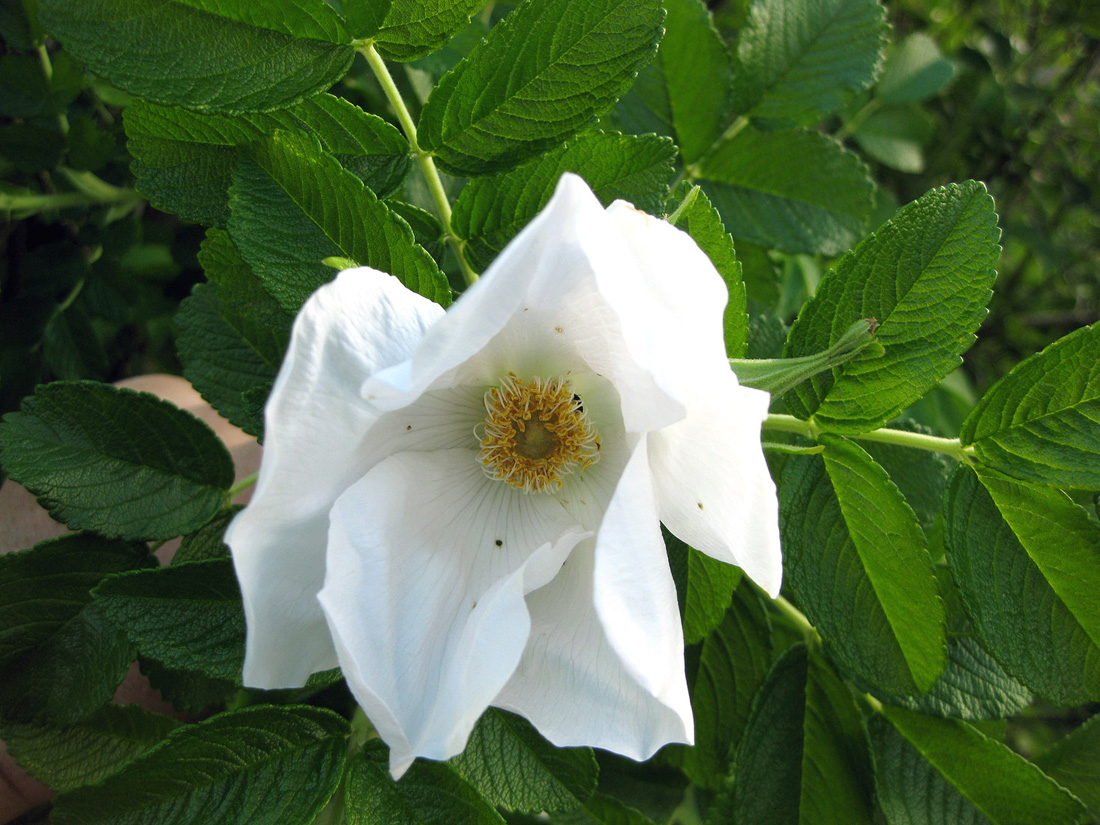 Image of Rosa rugosa specimen.