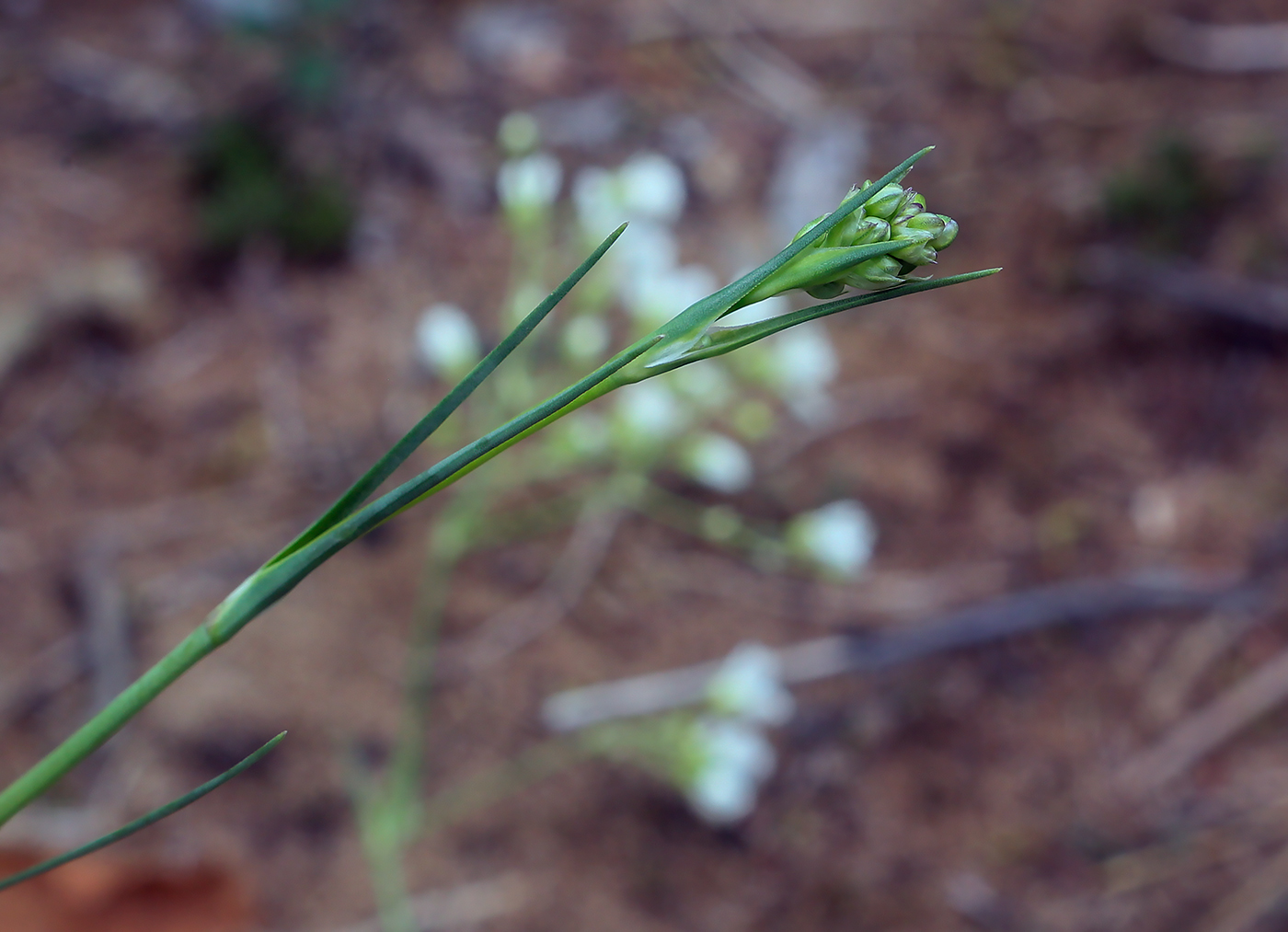 Изображение особи Eremogone saxatilis.