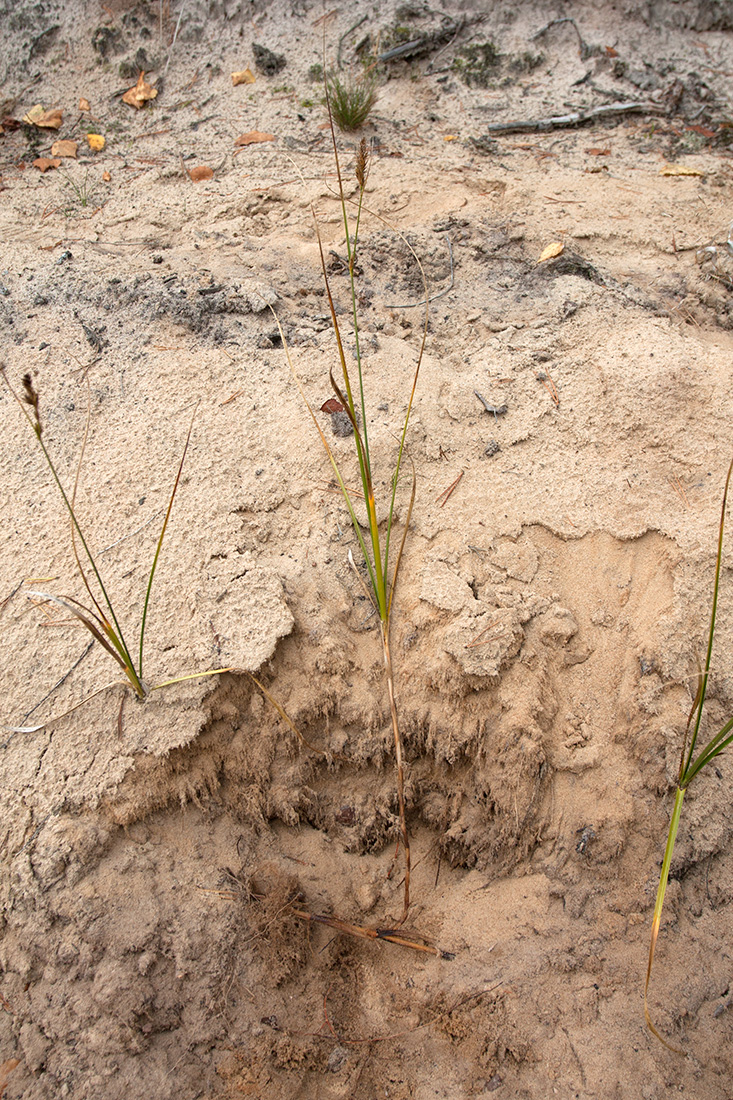 Image of Carex arenaria specimen.