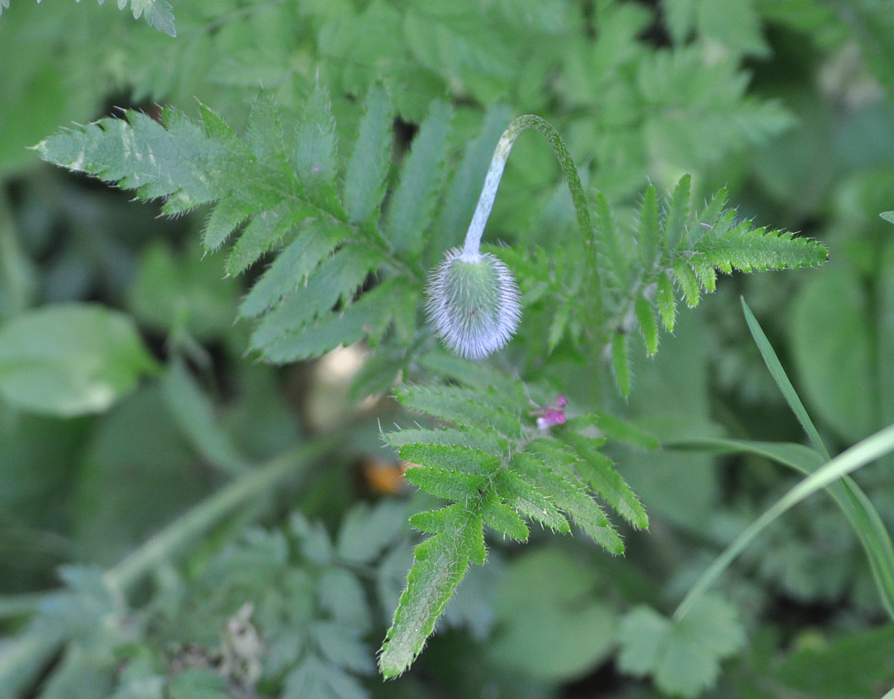 Image of genus Papaver specimen.