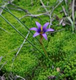 Romulea tempskyana. Цветущее растение. Республика Кипр, епархия Левкосия (επαρχία Λευκωσίας), г. Никосия (Λευκωσία), Национальный Лесной парк Аталасса (Εθνικό Δασικό Πάρκο Αθαλάσσας). 16.12.2018.