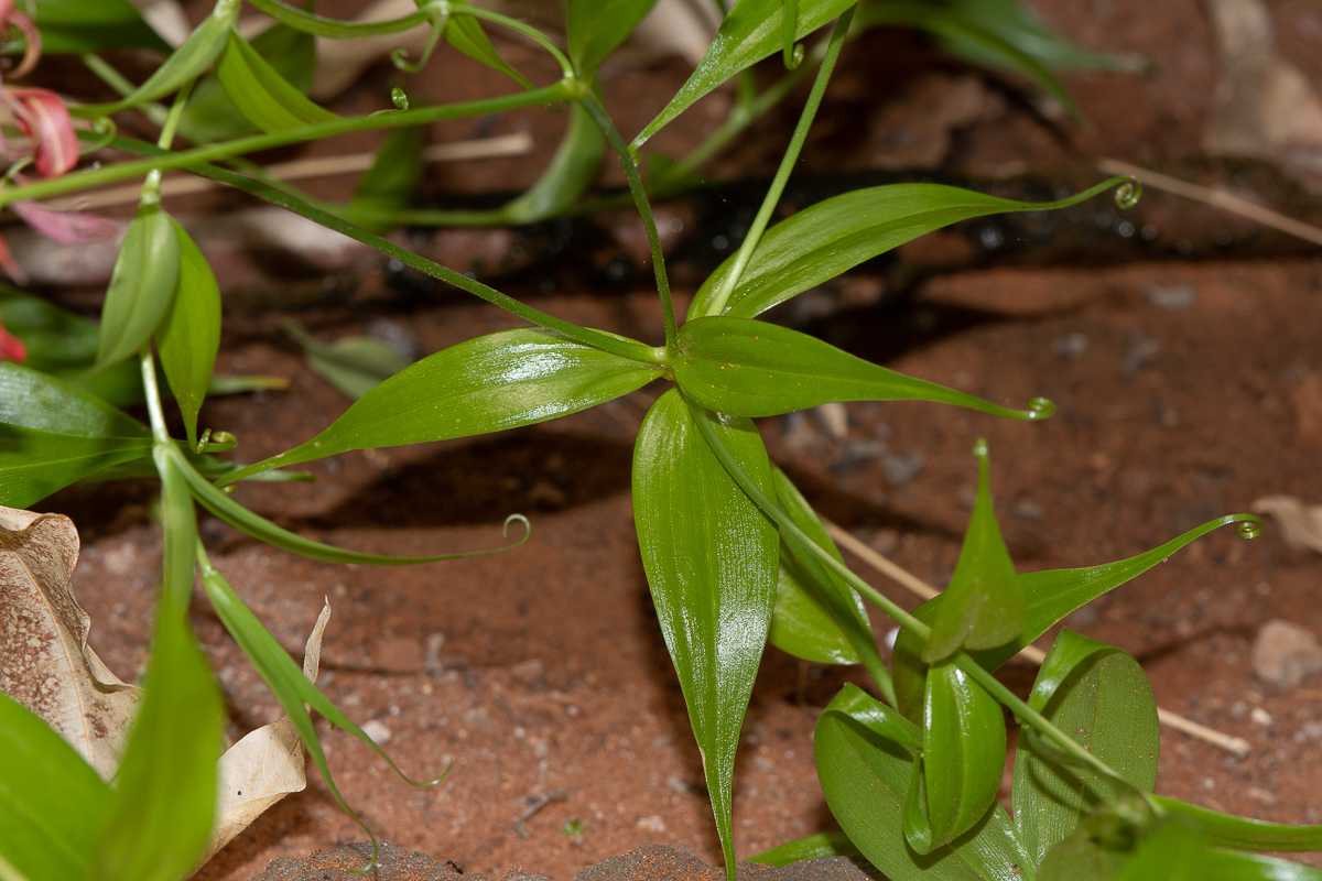 Изображение особи Gloriosa superba.