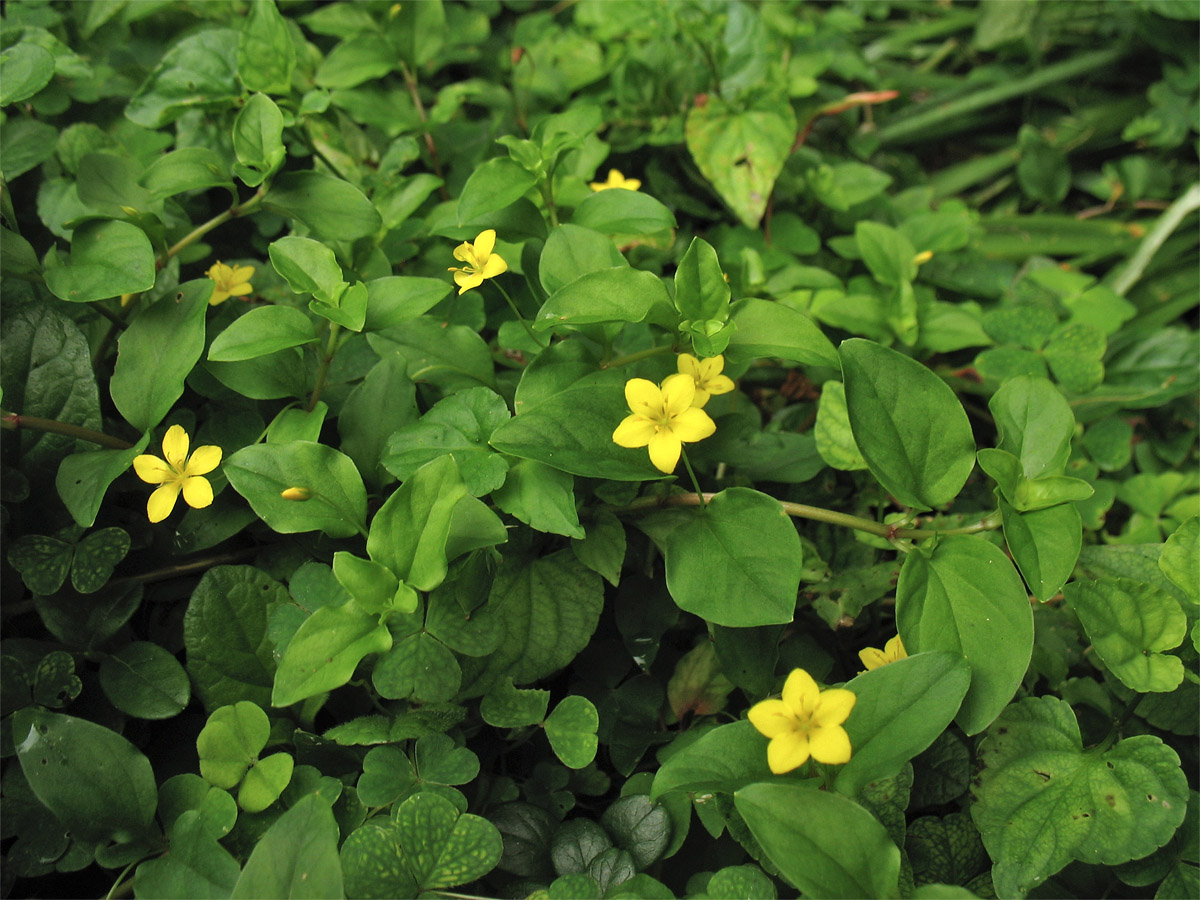 Image of Lysimachia nemorum specimen.