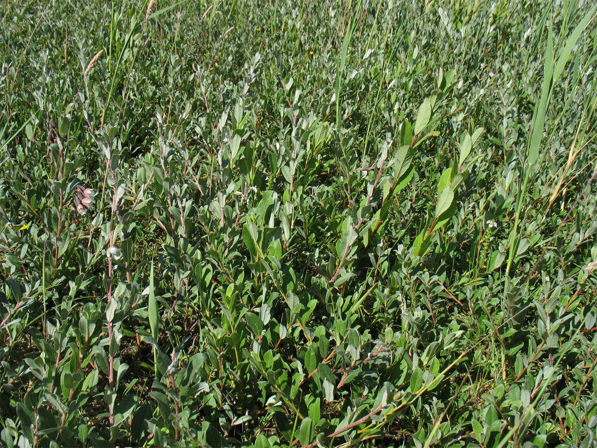 Image of Salix repens specimen.