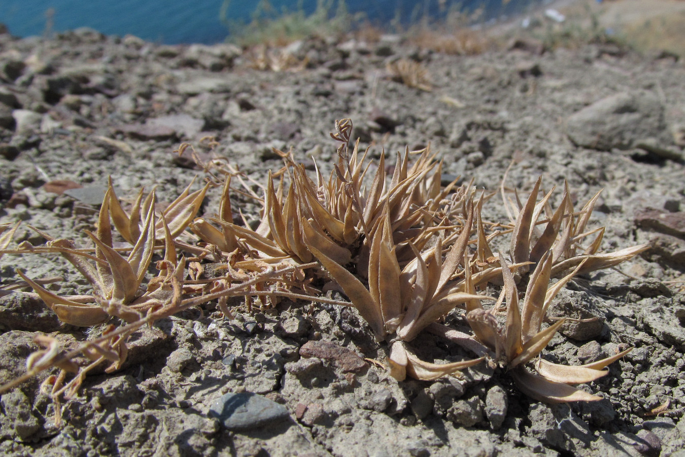 Image of Astragalus oxyglottis specimen.