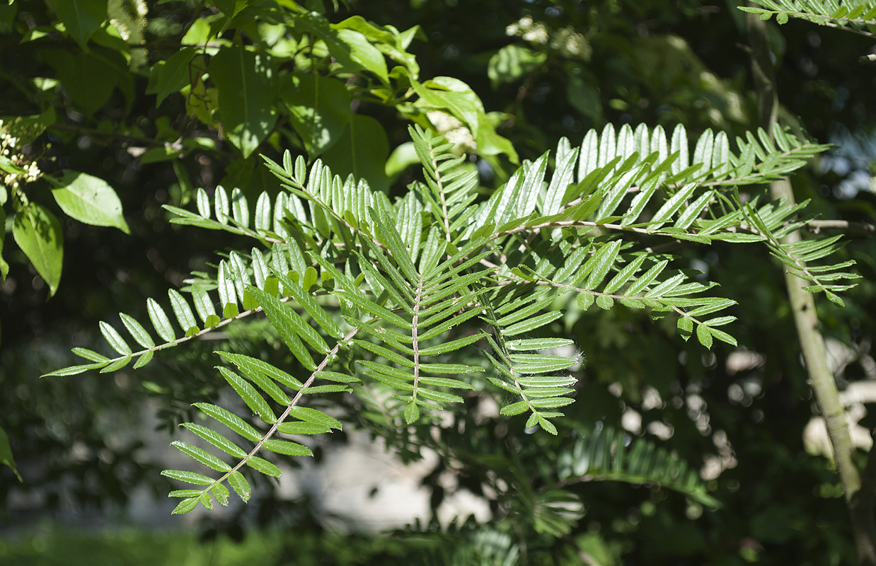 Изображение особи Sorbus scalaris.