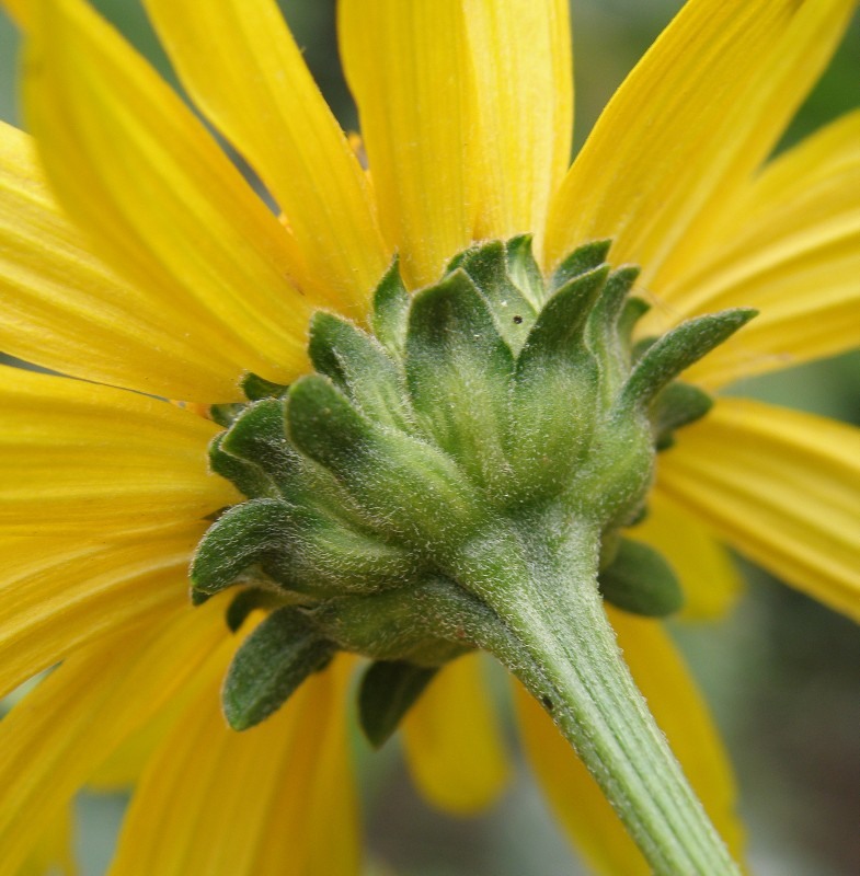 Image of Heliopsis helianthoides ssp. scabra specimen.