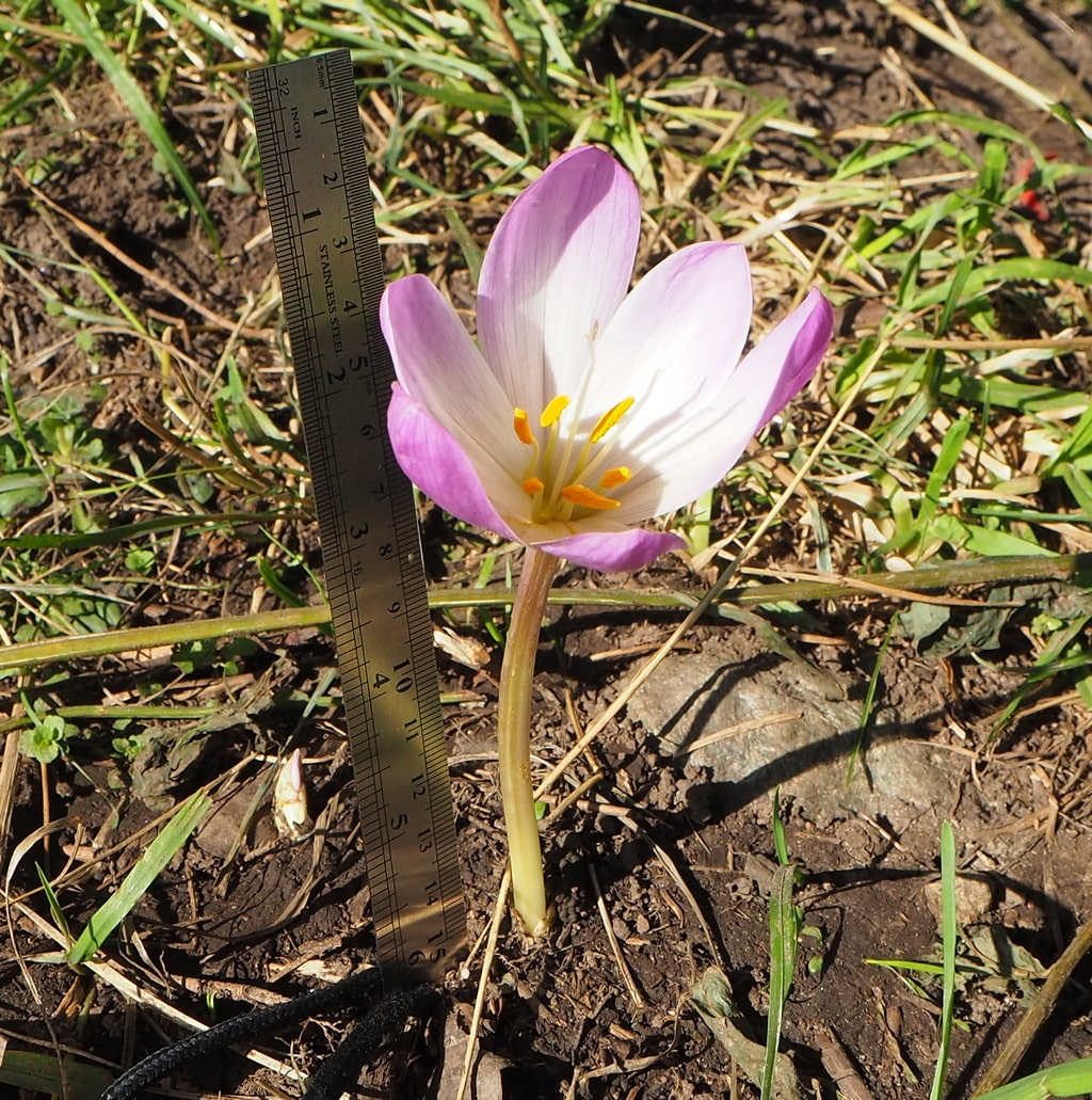 Image of Colchicum speciosum specimen.