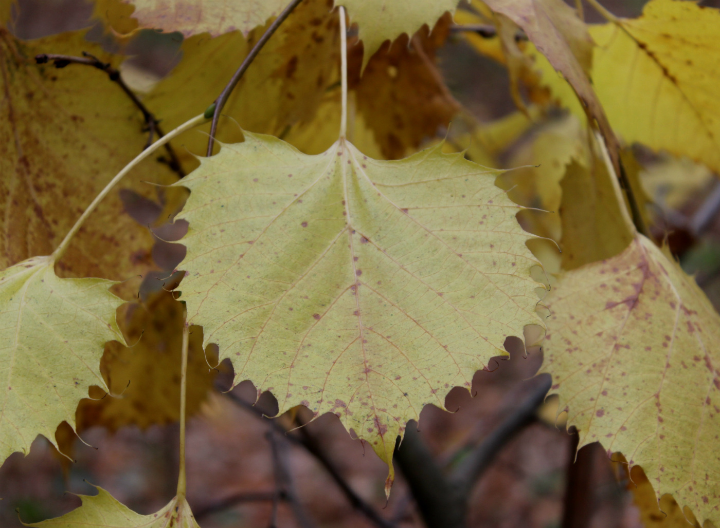 Image of Tilia henryana specimen.