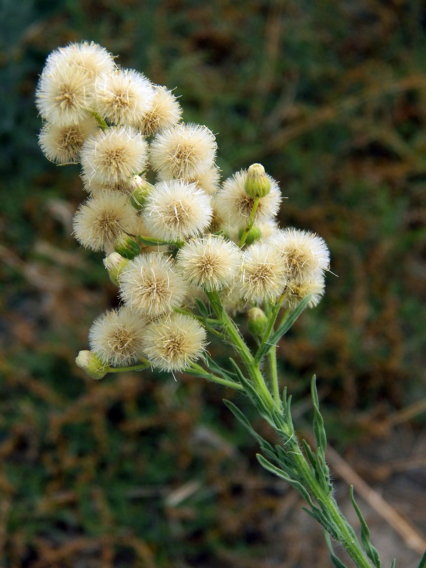 Image of Conyza bonariensis specimen.