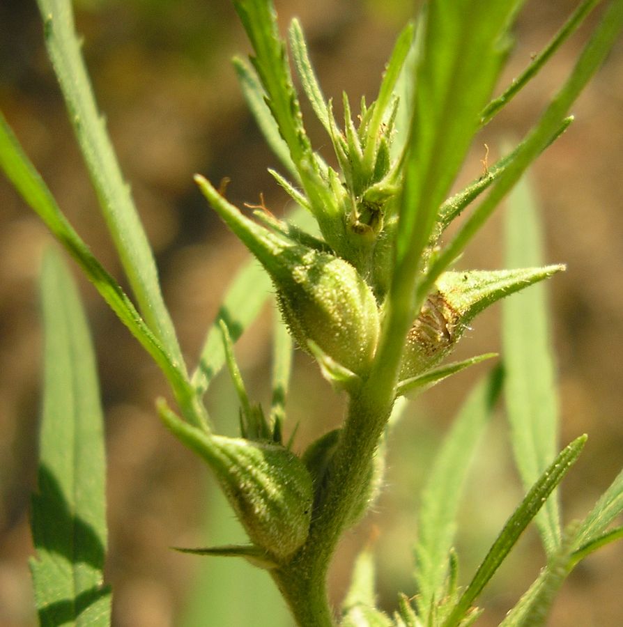 Image of Cannabis sativa var. spontanea specimen.