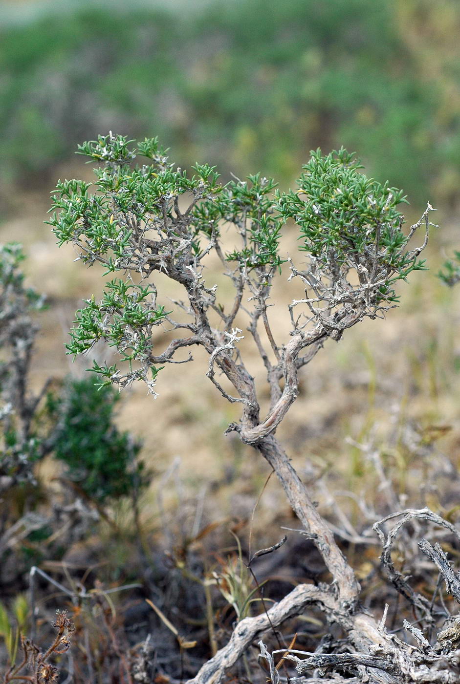 Image of Arthrophytum lehmannianum specimen.