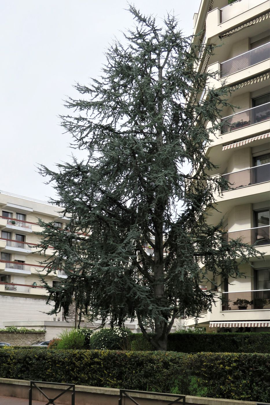 Изображение особи Cedrus atlantica.