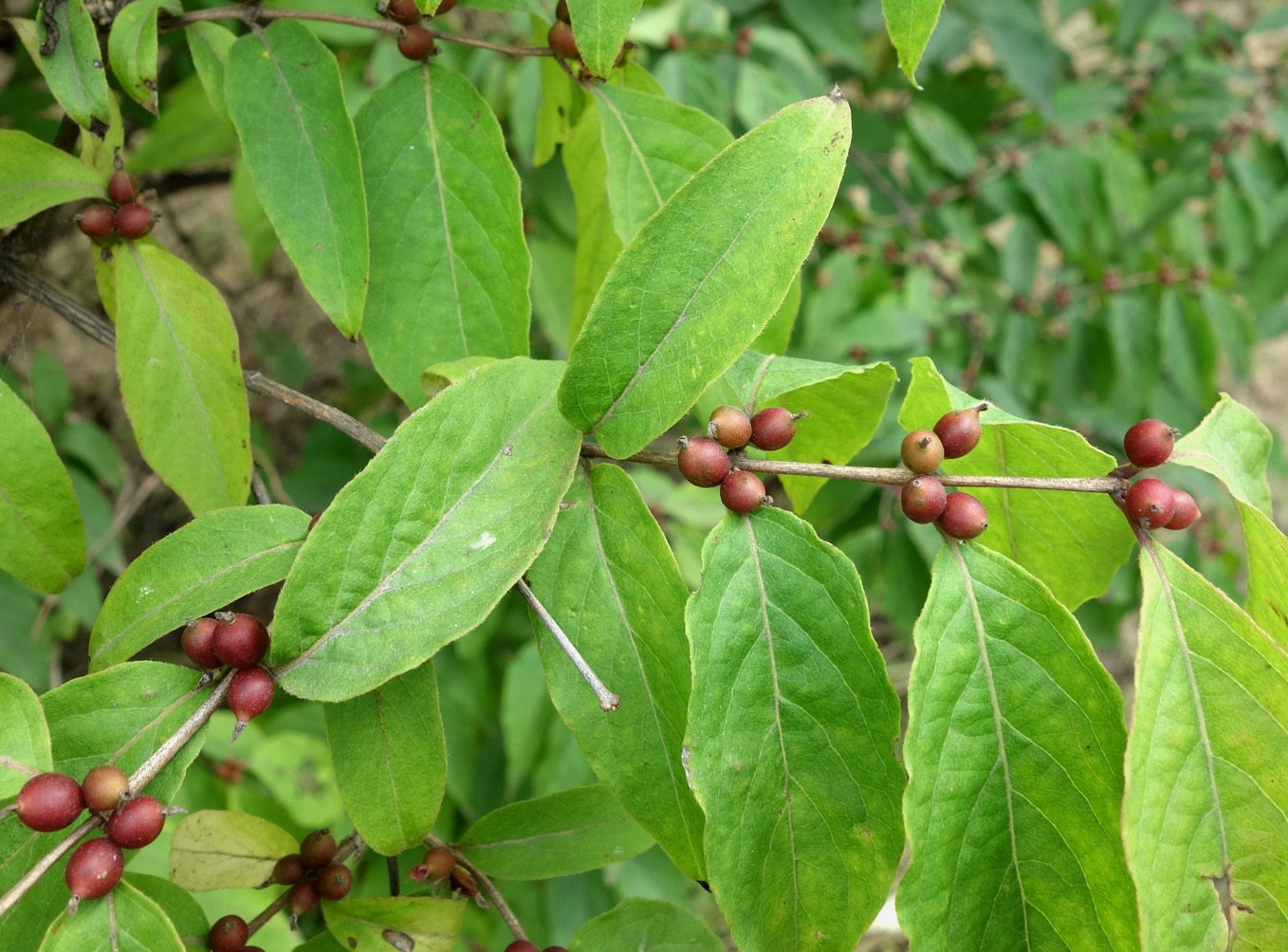 Изображение особи Lonicera maackii.