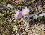 Pulsatilla &times; intermedia