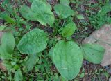 Plantago major