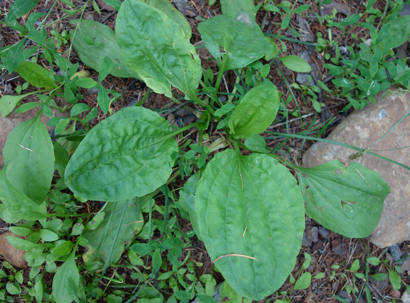 Image of Plantago major specimen.