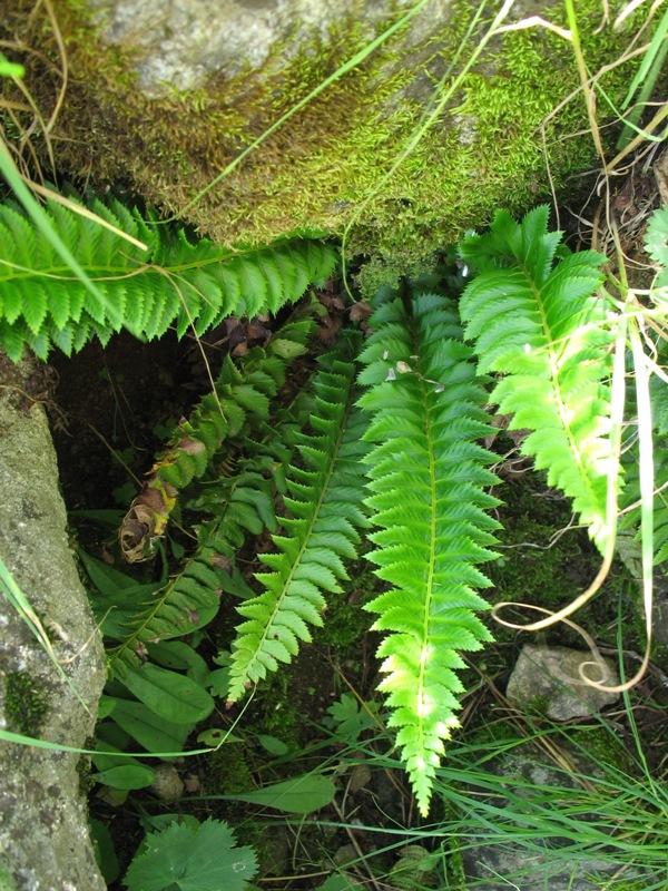 Изображение особи Polystichum lonchitis.