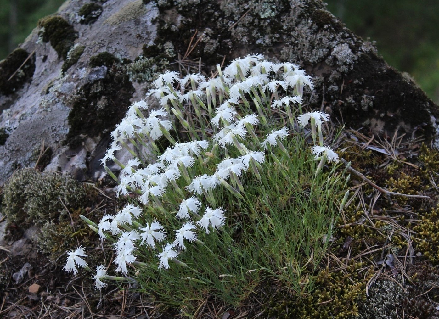 Image of Dianthus acicularis specimen.