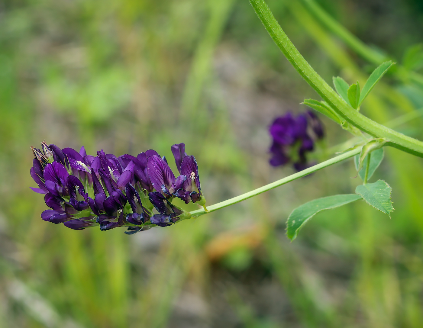 Изображение особи Medicago &times; varia.