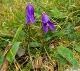 род Campanula