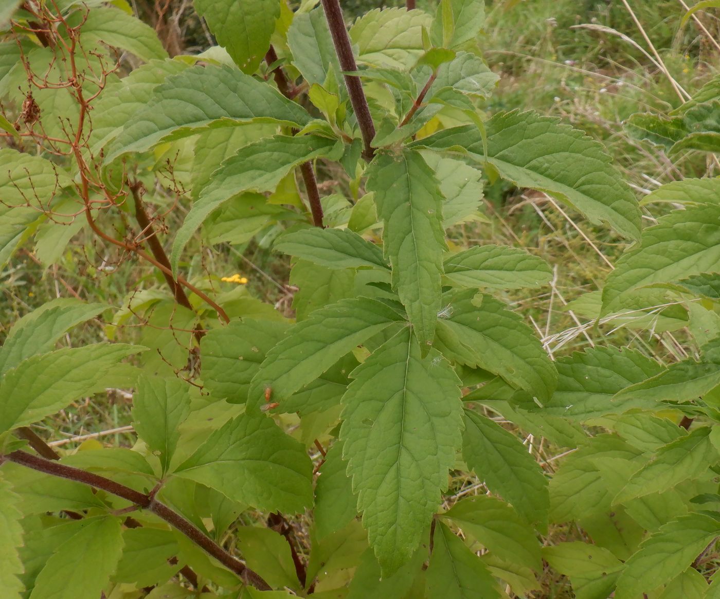 Image of Eupatorium cannabinum specimen.