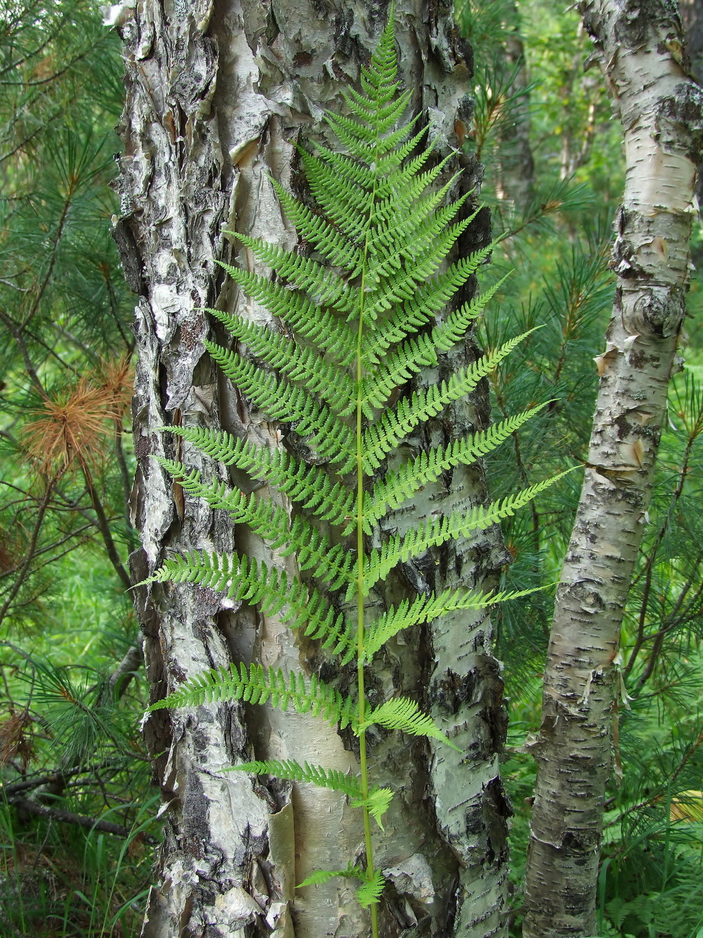 Image of Athyrium filix-femina specimen.