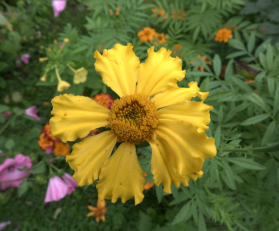 Image of Tagetes erecta specimen.