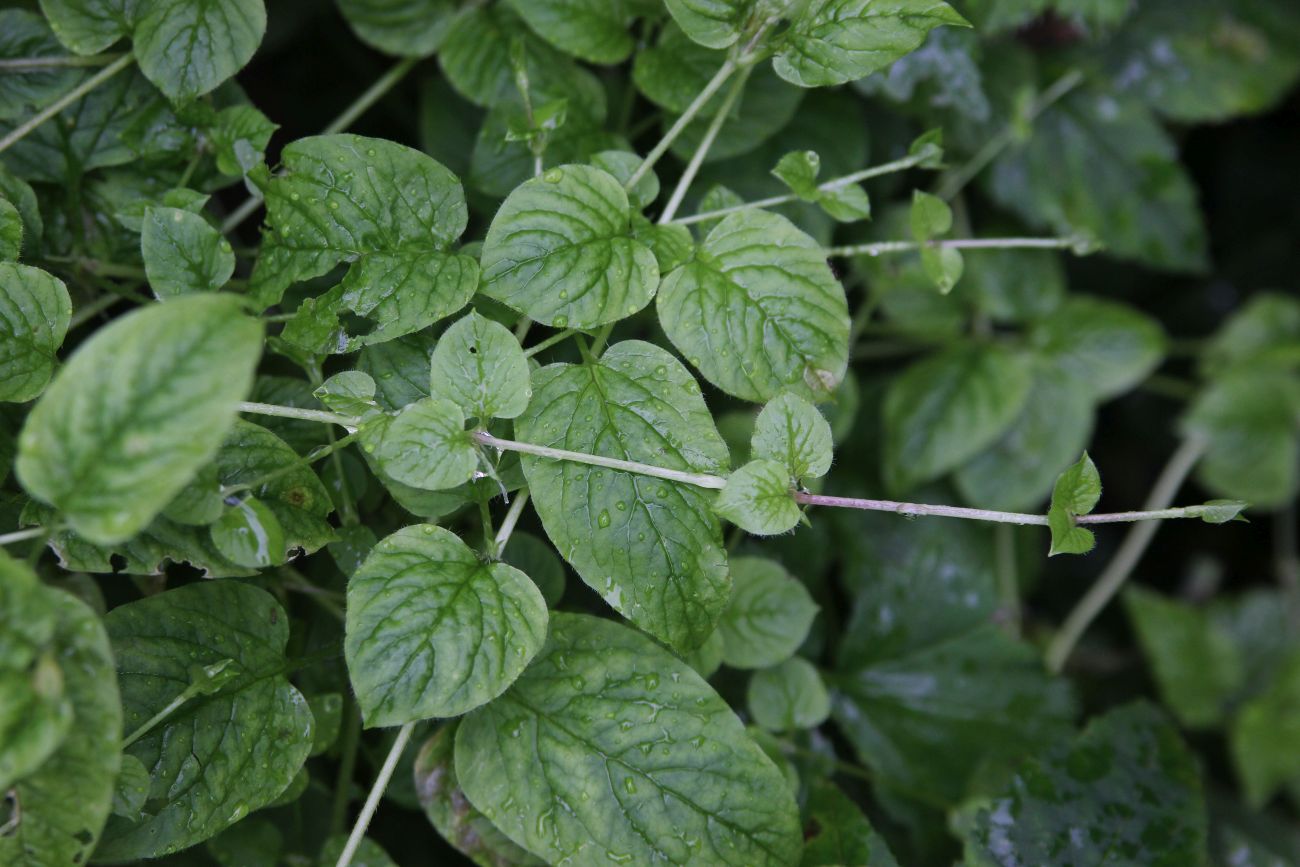 Image of Stellaria nemorum specimen.