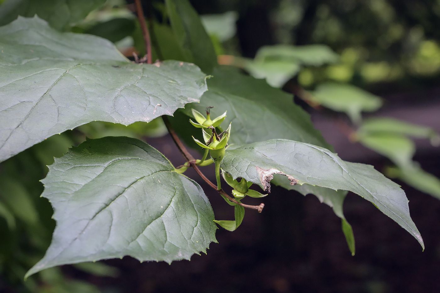 Image of genus Philadelphus specimen.