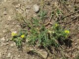 Potentilla tergemina