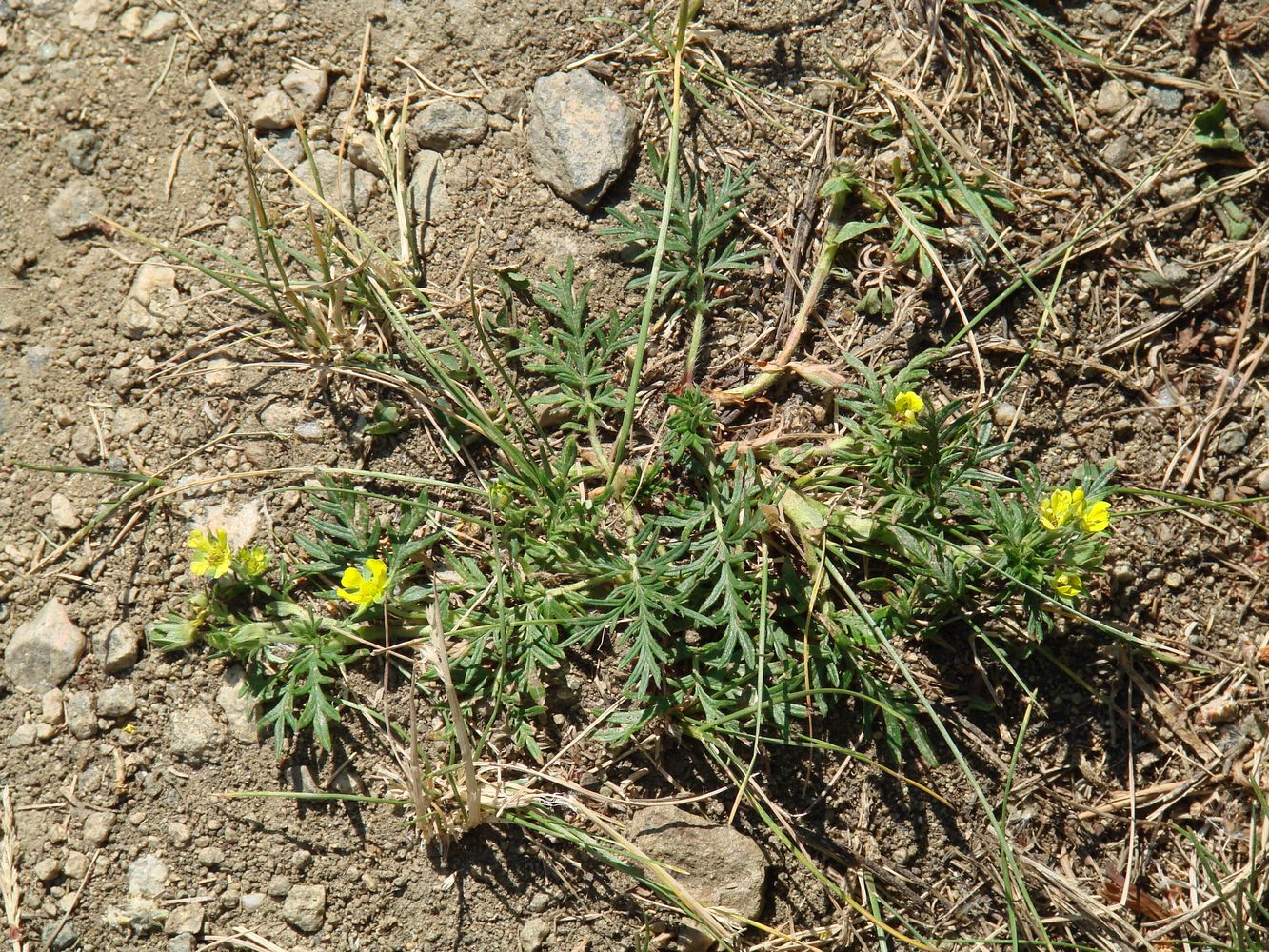 Изображение особи Potentilla tergemina.