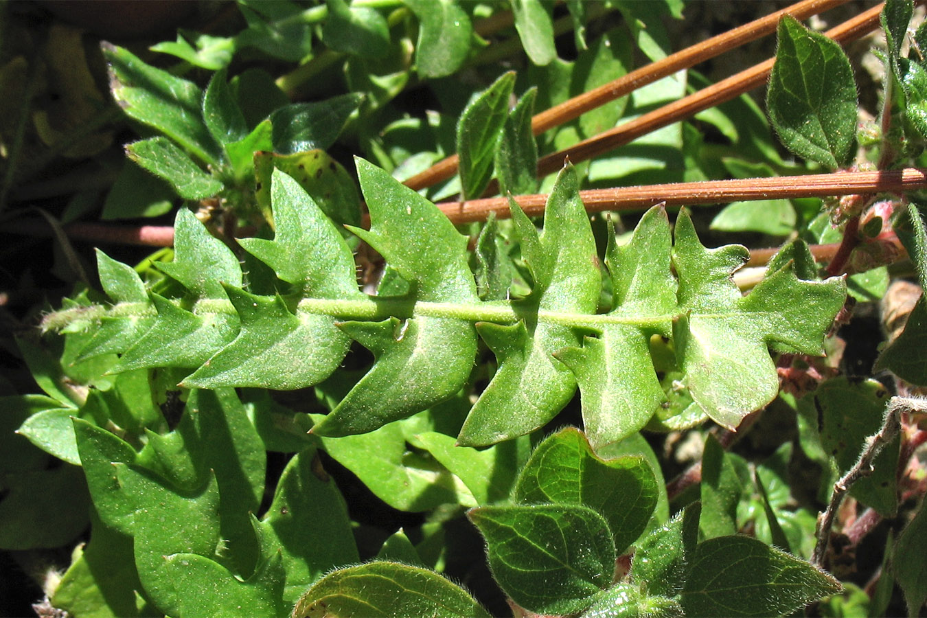 Image of Hyoseris lucida specimen.