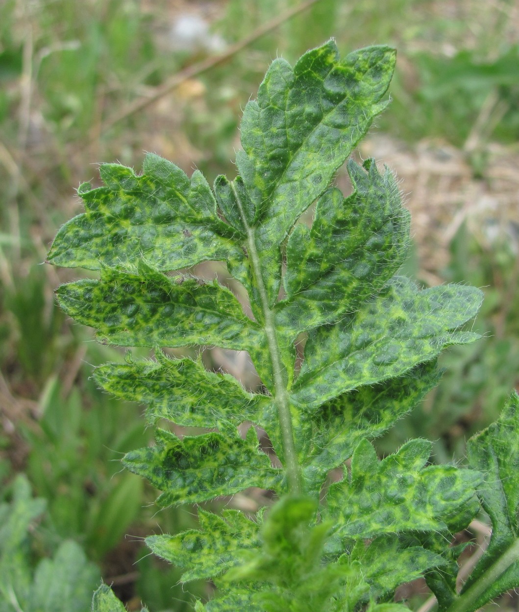 Изображение особи Cephalaria transsylvanica.